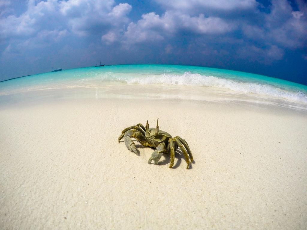 Cerulean View Residence Hanimaadhoo Island Buitenkant foto